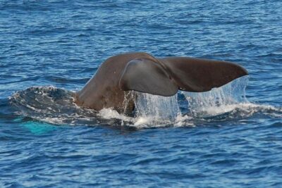 Whale and Dolphin Watching in Calheta, Madeira Island - The Boat Ride and Timing: How a 2-Hour Experience Is Actually Managed