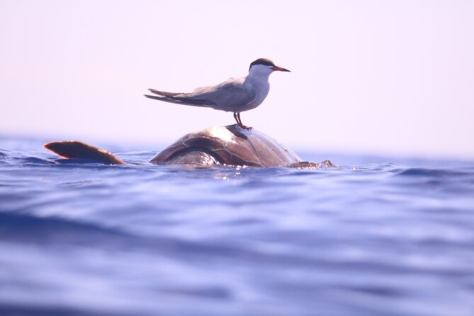 Whale and Dolphin Watching in Calheta, Madeira Island - Safety and Comfort: The Real Talk About Motion on a RIB