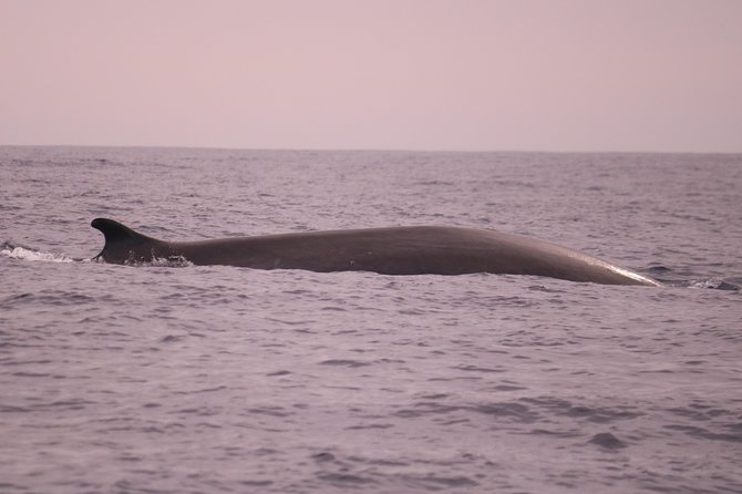 Whale and Dolphin Watching in Calheta, Madeira Island - Expert Crew Energy: What You Gain Beyond the Sightings