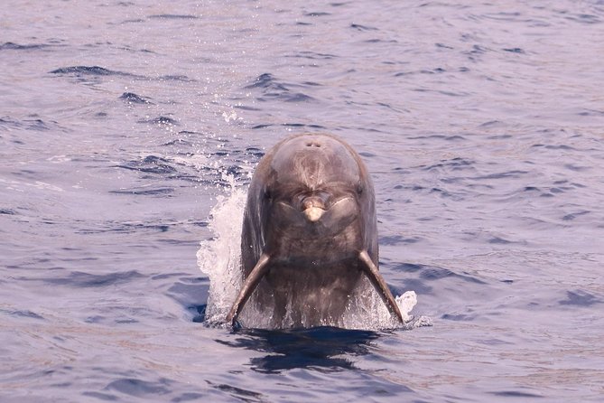 Whale and Dolphin Watching in Calheta, Madeira Island - Price and Value: Is $72.56 Worth Two Hours at Sea?
