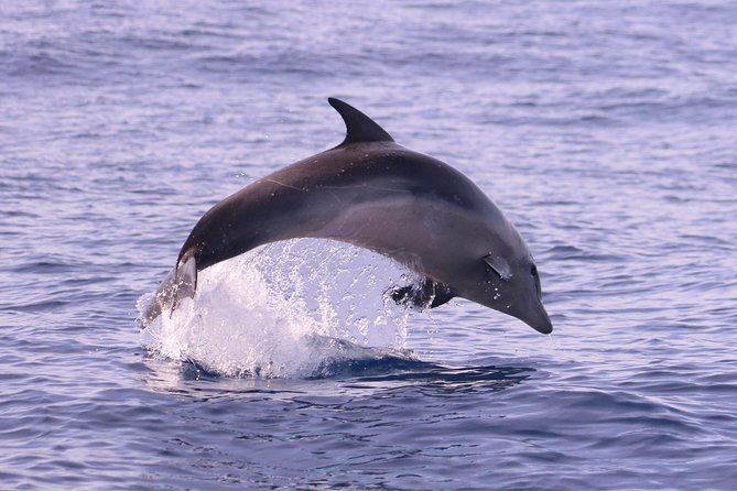 Whale and Dolphin Watching in Calheta, Madeira Island - Weather and Cancellations: How to Think About Risk