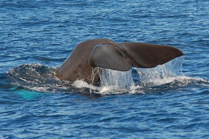 Whale and Dolphin Watching in Calheta, Madeira Island - The Boat Ride and Timing: How a 2-Hour Experience Is Actually Managed