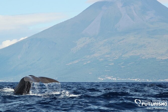 Whale and dolphin watching in Pico Island - Key highlights to know before you go