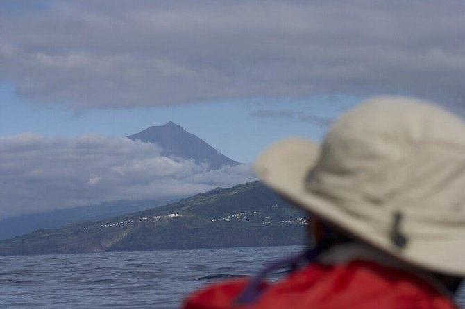 Whale and dolphin watching in Pico Island - Why Pico is a whale-and-dolphin magnet