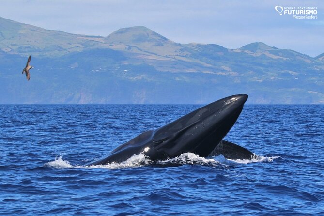 Whale and dolphin watching in Pico Island - The 3 hours on the water: how spotting typically unfolds