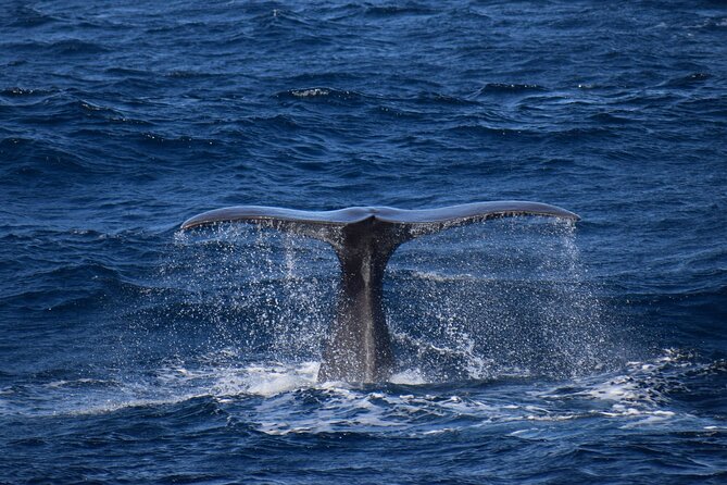 Whale and dolphin watching in Pico Island - 28 possible cetacean species: what that means for your chances
