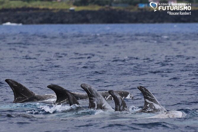 Whale and dolphin watching in Pico Island - The boat, the crew, and the safety-first feel