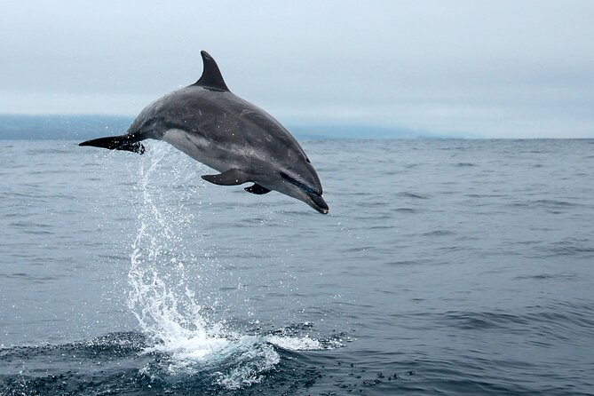 Whale and dolphin watching in Pico Island - Meeting in Lajes do Pico: getting there and planning your day