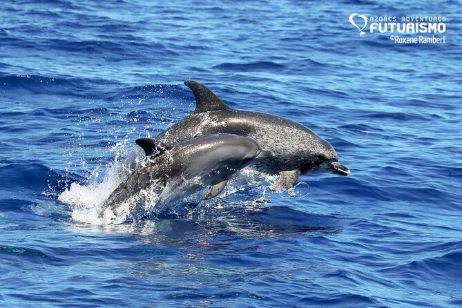Whale and dolphin watching in Pico Island - Price and value: what $69.39 buys on Pico