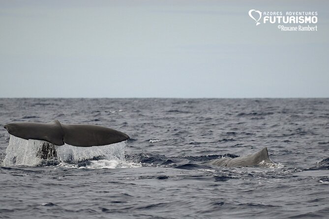 Whale and dolphin watching in Pico Island - Who should book (and who might rethink it)