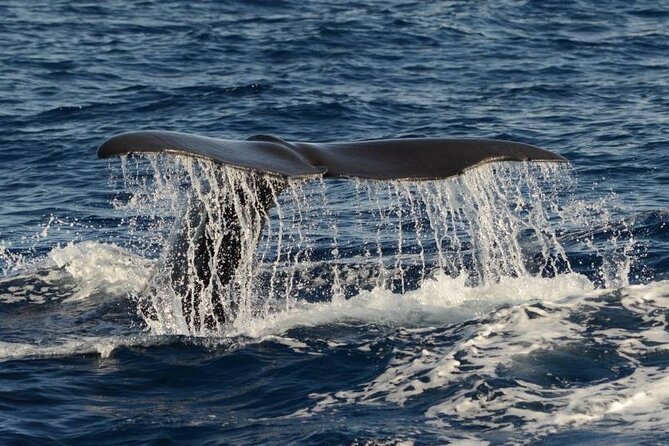 Whale and Dolphin Watching in Pico Island - Half Day - Key things to know before you go