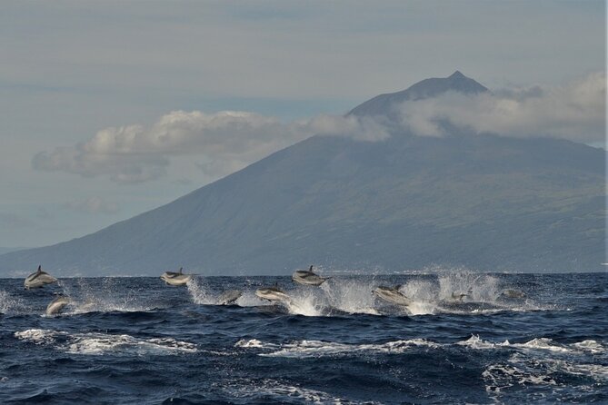 Whale and Dolphin Watching in Pico Island - Half Day - The 2.5-hour zodiac ride: pace, seating reality, and getting wet
