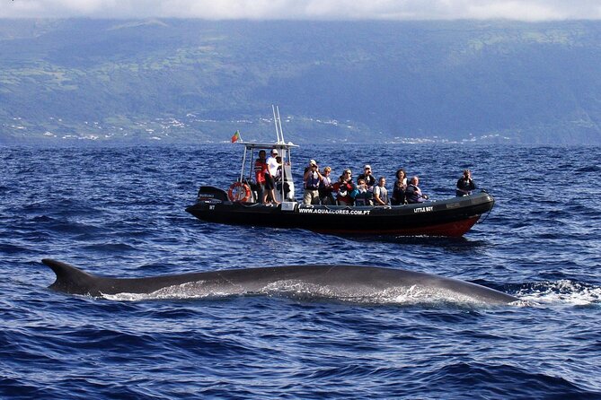 Whale and Dolphin Watching in Pico Island - Half Day - Who should book this Pico cetacean cruise?