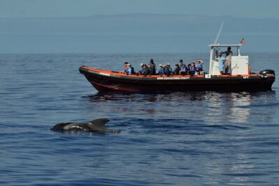 Whale and Dolphin Watching in Pico Island - Half Day - How Pico’s guides hunt for whales and dolphins (and why you’ll feel it)
