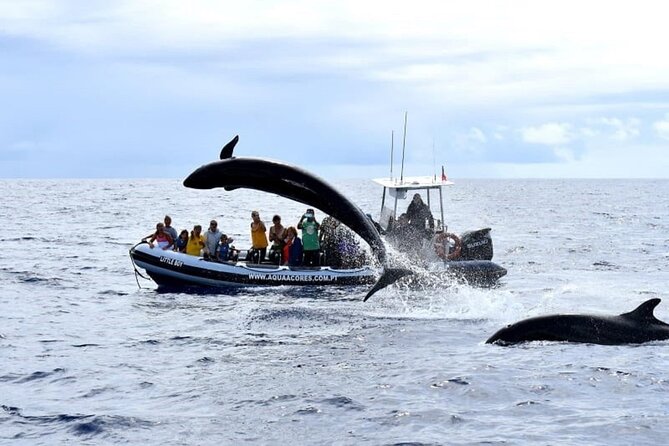 Whale and Dolphin Watching in Pico Island - Half Day - Should you book the Aqua Açores whale and dolphin tour?