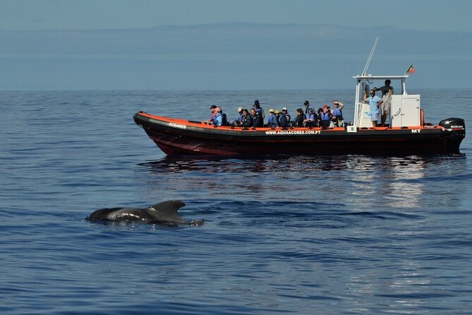 Whale and Dolphin Watching in Pico Island - Half Day - How Pico’s guides hunt for whales and dolphins (and why you’ll feel it)