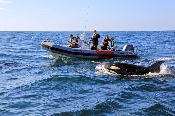 Whale and Dolphin Watching in San Diego - Key reasons this cruise feels special