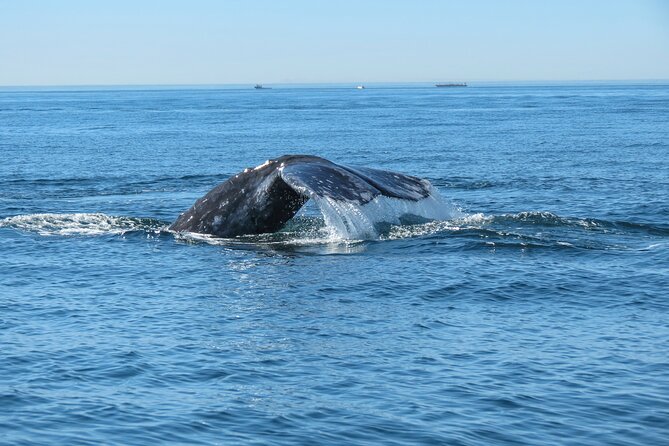 Whale and Dolphin Watching in San Diego - The Mission Bay start you’ll be glad you chose