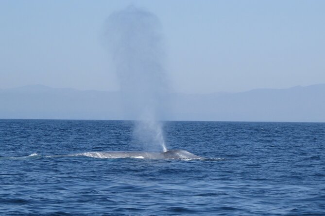 Whale and Dolphin Watching in San Diego - Why the boat size changes the wildlife experience