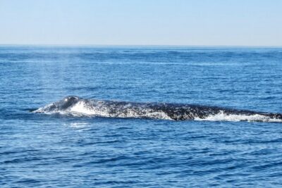 Whale and Dolphin Watching in San Diego - What the 3-hour cruise actually feels like