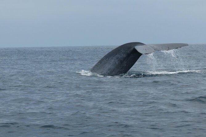 Whale and Dolphin Watching in San Diego - What you might see: dolphins are the dependable star
