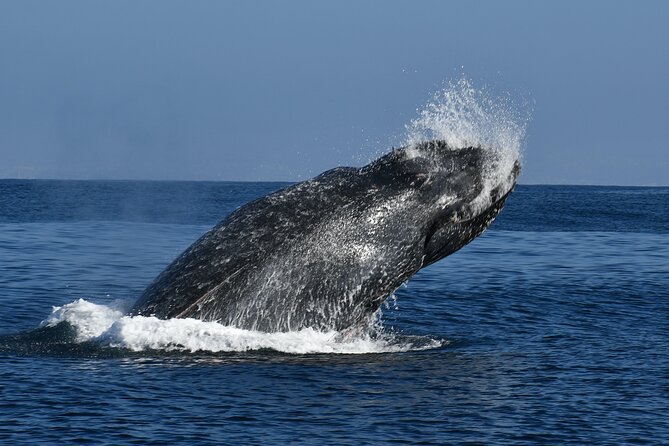 Whale and Dolphin Watching in San Diego - Comfort tips that make a difference on the water