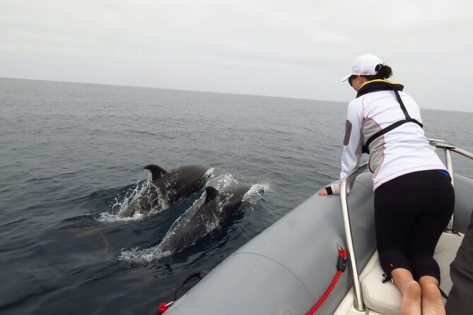 Whale and Dolphin Watching in San Diego - Is it worth $149, and who should book it?