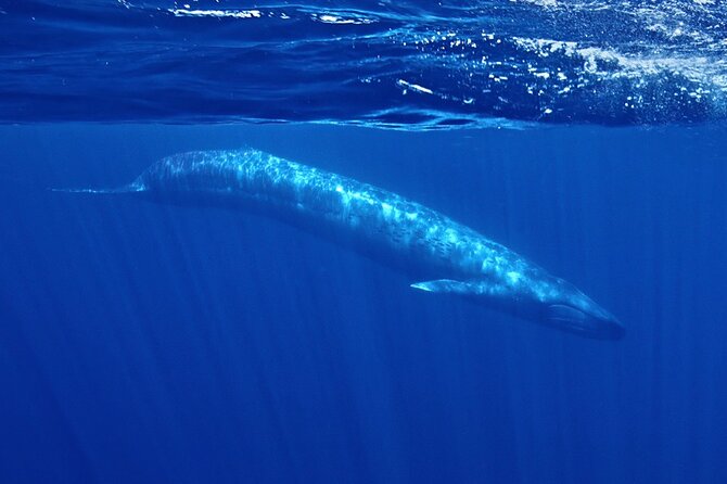 Whale and Dolphin Watching in San Diego Speedboat Tour - Key highlights to look for on this San Diego speedboat tour
