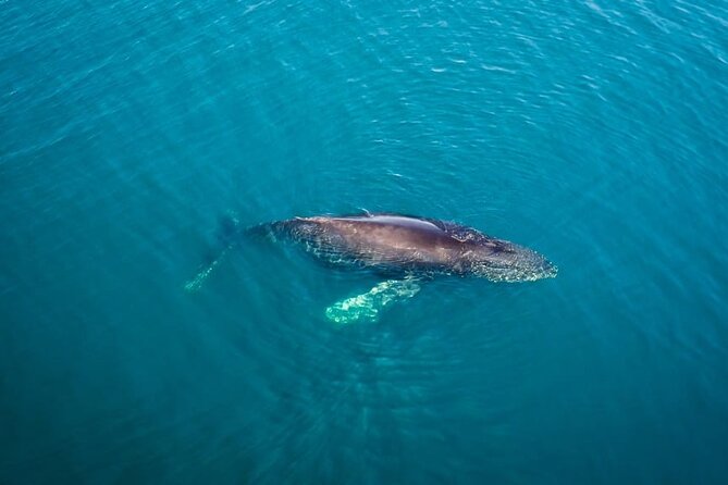 Whale and Dolphin Watching in San Diego Speedboat Tour - First leg: Seaforth Marina and the quick run into the bay