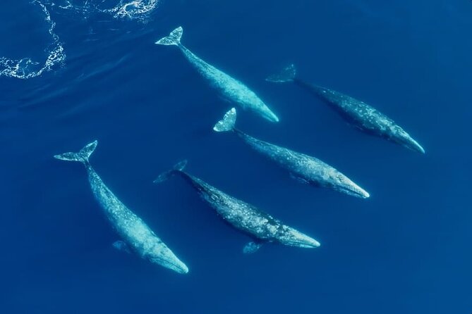 Whale and Dolphin Watching in San Diego Speedboat Tour - Which whales you’re likely to see by season (and why that matters)