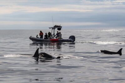 Whale and Dolphin Watching in San Diego Speedboat Tour - The main search: offshore waters up to 12 miles out