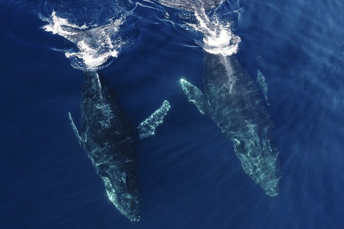 Whale and Dolphin Watching in San Diego Speedboat Tour - Dolphin watching: year-round chances and multiple species
