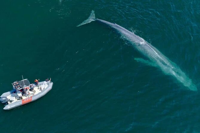 Whale and Dolphin Watching in San Diego Speedboat Tour - What the guide and USGC Captain add to your experience