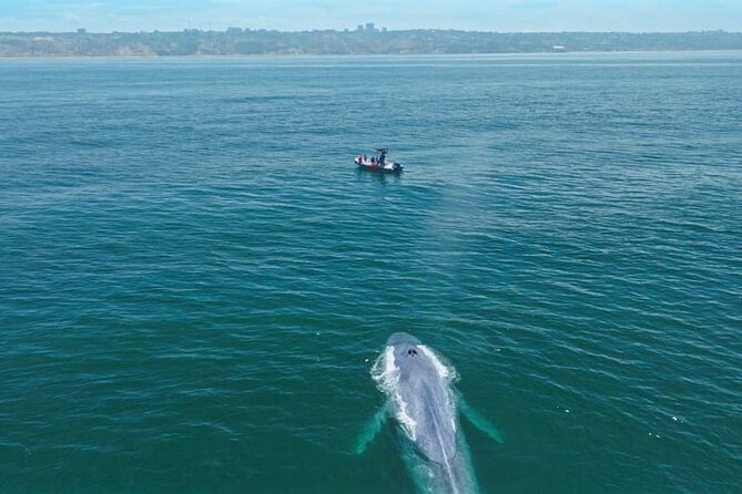 Whale and Dolphin Watching in San Diego Speedboat Tour - Zodiac speed and comfort: the tradeoff you should plan for