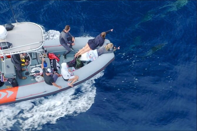 Whale and Dolphin Watching in San Diego Speedboat Tour - How the 3-hour schedule feels in real life
