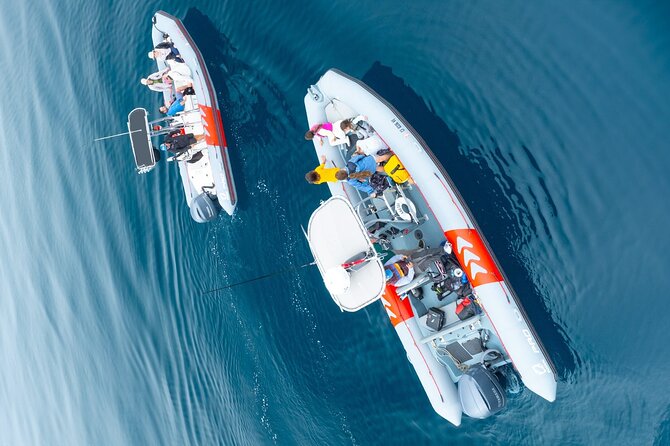 Whale and Dolphin Watching in San Diego Speedboat Tour - Price and value: is $199 worth it?