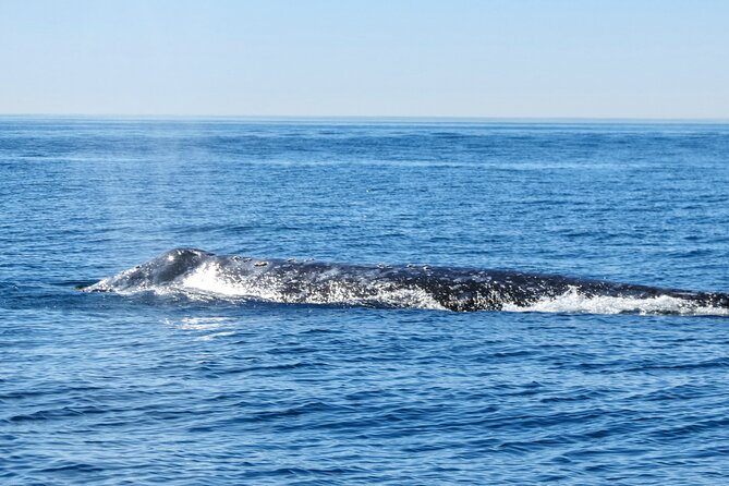 Whale and Dolphin Watching in San Diego - What the 3-hour cruise actually feels like