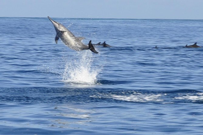 Whale and Dolphin Watching Private Boat Tour from Mauritius - Key highlights worth planning around