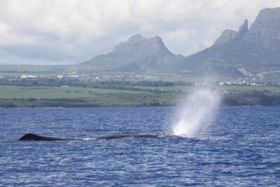 Whale and Dolphin Watching Private Boat Tour from Mauritius - Dolphins first: swimming safely or watching from the boat