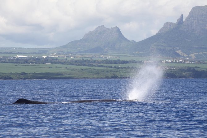 Whale and Dolphin Watching Private Boat Tour from Mauritius - Dolphins first: swimming safely or watching from the boat