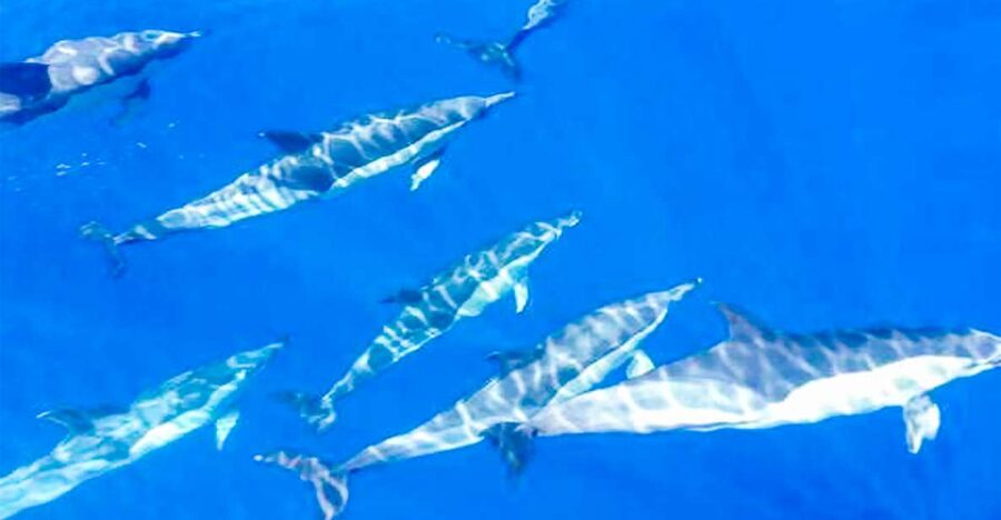 Whale and Dolphin Watching Sailing Tour – Los Gigantes (3H) - Los Gigantes Departure: What It Feels Like on a 14-Meter Sailboat