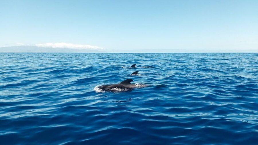 Whale and Dolphin Watching Sailing Tour – Los Gigantes (3H) - Teno-Rasca Marine Reserve: Whale and Dolphin Watching That’s Built for Respect