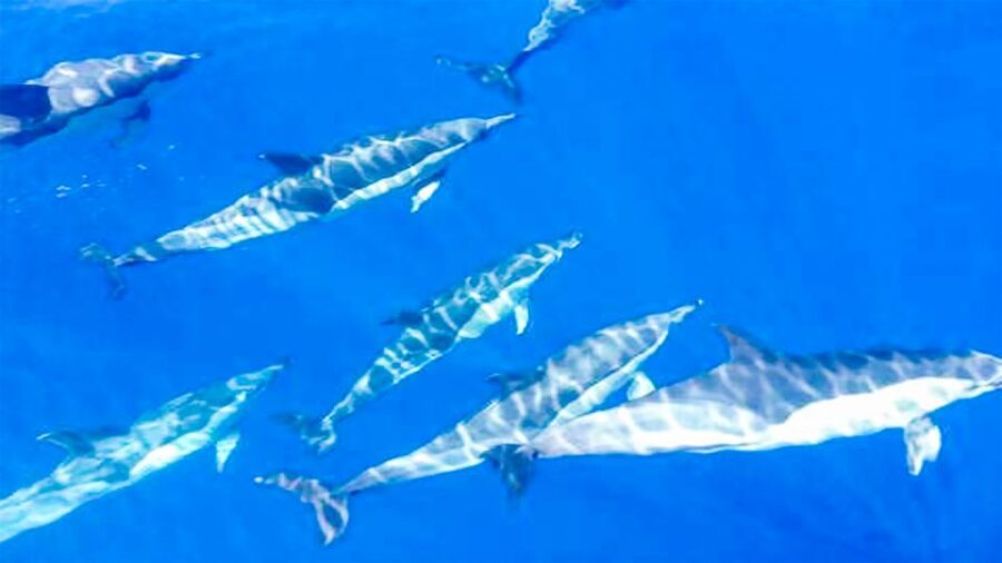 Whale and Dolphin Watching Sailing Tour – Los Gigantes (3H) - The Snorkel and Swim Cove: Clear Water, Gear Included, Short-Window Timing