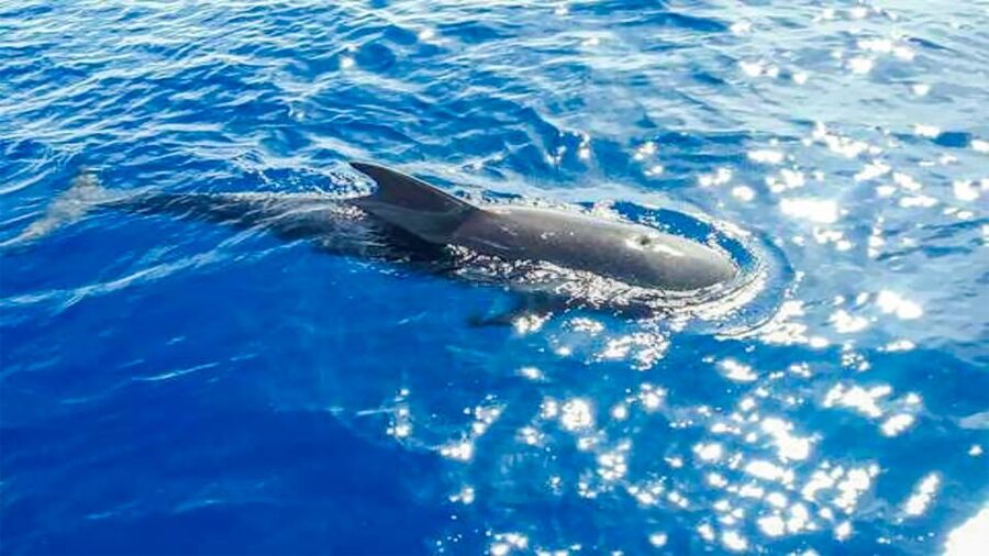 Whale and Dolphin Watching Sailing Tour – Los Gigantes (3H) - Food and Drinks at Sea: Appetizers, Spanish Snacks, and a Real Break