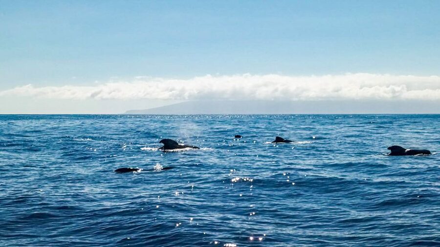 Whale and Dolphin Watching Sailing Tour – Los Gigantes (3H) - Should You Book MPC Yacht Charter in Los Gigantes?