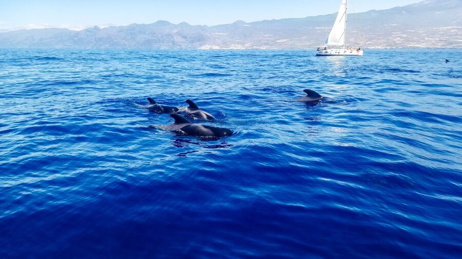 Whale and Dolphin Watching Sailing Tour – Los Gigantes (3H) - The 600-Meter Cliffs of the Giants: Photos Without the Rush