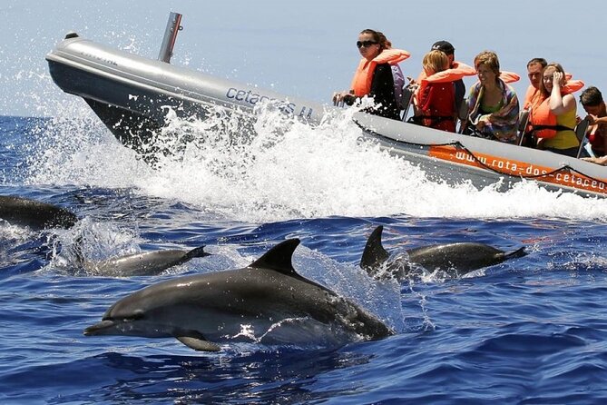 Whale and Dolphin Watching Tour from Funchal - Quick highlights you’ll care about