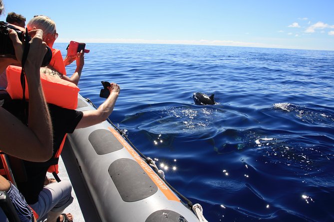 Whale and Dolphin Watching Tour from Funchal - Madeira whale watching: what this tour is really like