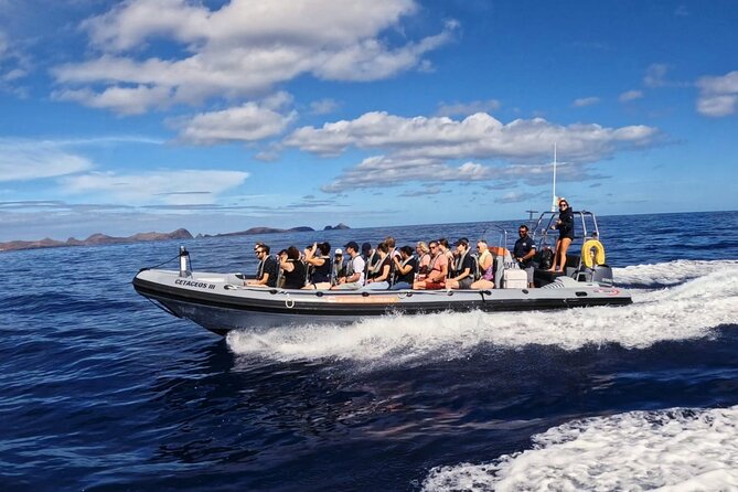Whale and Dolphin Watching Tour from Funchal - What you might see: dolphins, whales, and the bonus species