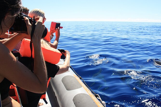 Whale and Dolphin Watching Tour from Funchal - Snorkeling and swimming with dolphins: how to interpret the promises